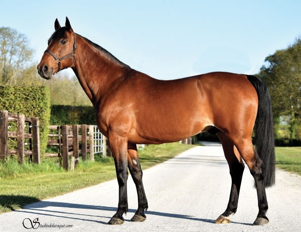 Vends-Saillie-Quaker-Jet-pour-monte-2024-0