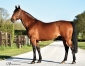Vends-Saillie-Quaker-Jet-pour-monte-2024-0