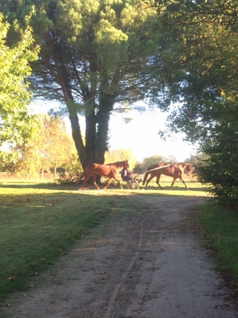 ENTRAINEUR-TROT-SUD-OUEST-0