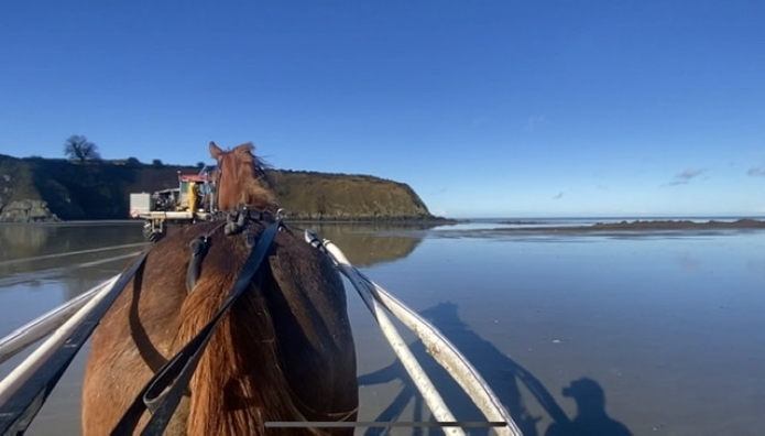 Recherche-chevaux-a-courir-0