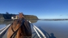 Recherche-chevaux-a-courir-0