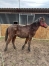 Male-par-Cyprien-des-bordes-0
