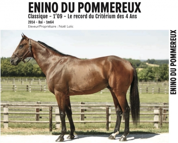 Vends-saillie-Enino-du-Pommereux