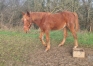 2-Poulains-