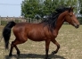 Lutin-trotteur-francais-2