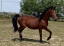 Lutin-trotteur-francais-1
