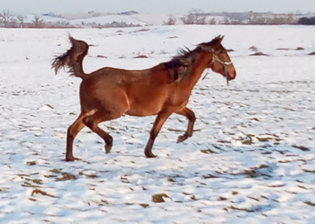 Loue-2-Pouliches-par-BOOSTER-WINNER-et-FEELING-CASH-0