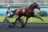 Vds-saillie-HORSY-DREAM-0