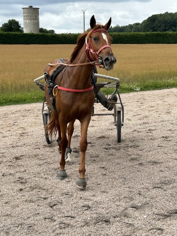 Pouliniere-L-sortant-de-l-entrainement-0