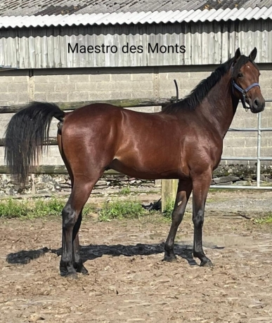 MAESTRO-DES-MONTS-0