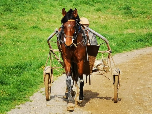 ecurie-recherche-chevaux