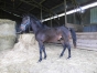 poulain-M-a-vendre-1