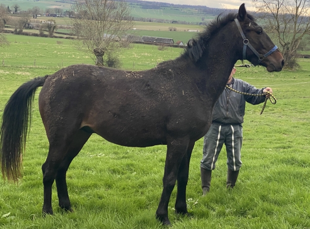 A-vendre-poulain-M-2