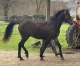 A-vendre-poulain-M-0
