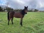 Yearling-M-par-Ualtar-1