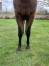 Yearling-M-par-Ualtar-0