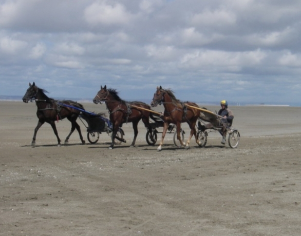 Recherche-pret-a-courir--chevaux-6-ans-et-plus-0