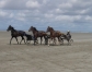 Recherche-pret-a-courir--chevaux-6-ans-et-plus-0