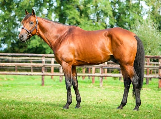 Saillie-Joyner-Sport-2600-HT-poulain-vivant-0