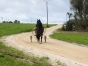 Recherche-chevaux-a-courir-0