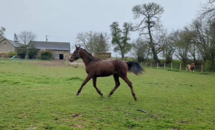 Vends-Noisette-d-Alfran-0