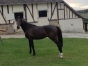 Vends-part-ou-saillie-BRIAC-DARK-sans-tva-0