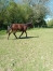 Noisette-d--1