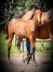 Pouliniere-par-Royal-dream-0