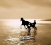 a-ceder-Part-de-chevaux---Ecurie-Franck-TERRY-0