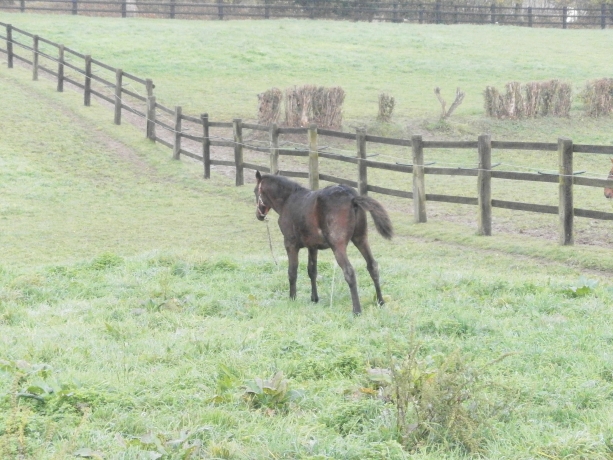 Foal-Shering-avec-JOYNER-SPORT