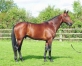Echange-2-Saillies-contre-un-Foal-2023-1