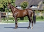 Echange-2-Saillies-contre-un-Foal-2023-0