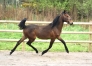 Fabulous-Wood-(Ready-Cash)--Mily-(Perhaps-Love)-5