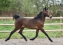 Fabulous-Wood-(Ready-Cash)--Mily-(Perhaps-Love)-4