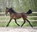 Fabulous-Wood-(Ready-Cash)--Mily-(Perhaps-Love)-3