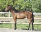 Fabulous-Wood-(Ready-Cash)--Mily-(Perhaps-Love)-2
