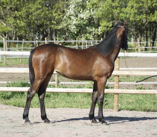 Fabulous-Wood-(Ready-Cash)--Mily-(Perhaps-Love)-1