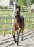 Fabulous-Wood-(Ready-Cash)--Mily-(Perhaps-Love)-0