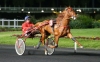 Saillie-EROS-DU-CHENE-remisee-0