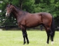 Vends-saillie-PARIS-HAUFOR-0