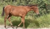 Yearling-0