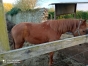 Cede-JANONA-TORINO--pleine-de-TIEGO-D-ETANG-1