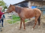 Cede-JANONA-TORINO--pleine-de-TIEGO-D-ETANG-0