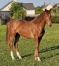 VENTES-DE-CAEN-YEARLING-N°-138-0