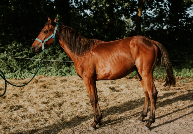 Yearling-par-Golden-Bridge-0