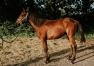 Yearling-par-Golden-Bridge-0