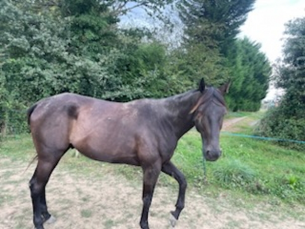 cede-Hongre-de-4-ans---couru-4-fois-0