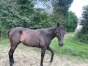 cede-Hongre-de-4-ans---couru-4-fois-0