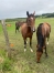 A-VENDRE-