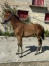 Foal-Opale-du-coignet-4